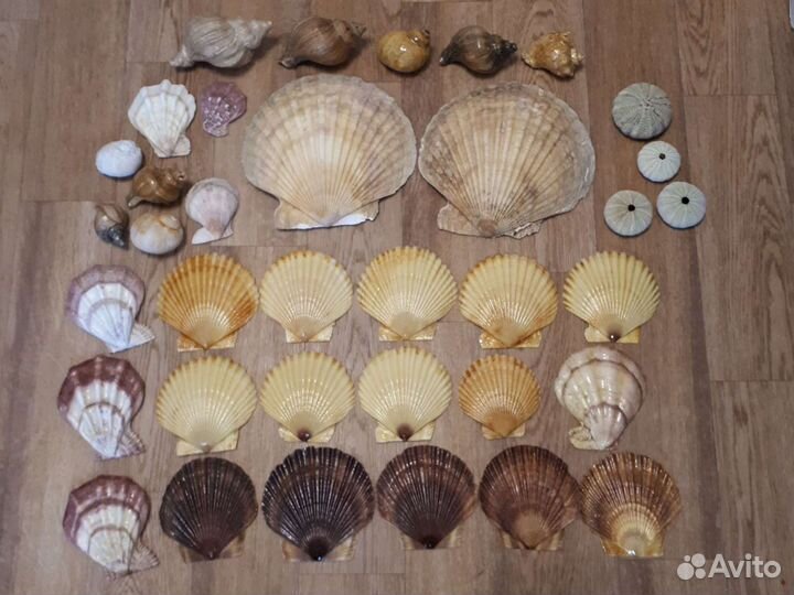 Ракушки тихоокеанские натуральные