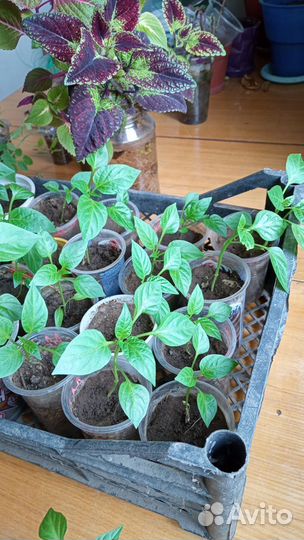 Перец болгарский