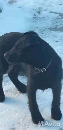 Умная и добрая собачка Ника