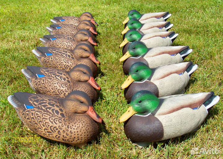 размножение уток. утята гуськом. утка с утятами плывут. маленькие утята. уточка с утятами.