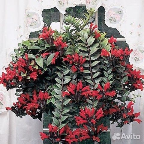 Лавр, Эсхинантус Мона лиза