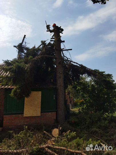 Обрезка деревьев