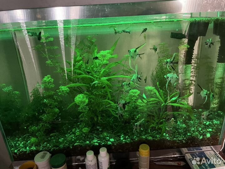 Аквариум
