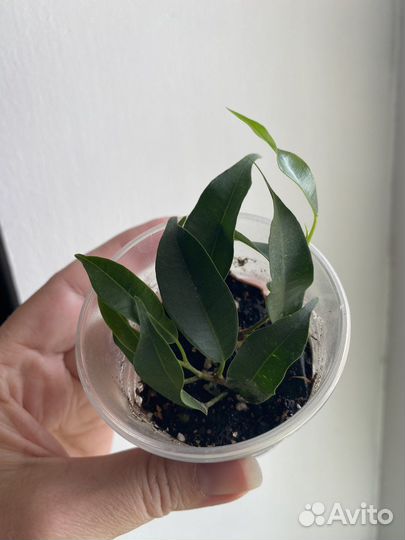 Фикус бенджамина наташа