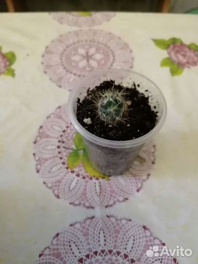 Кактус цветущий