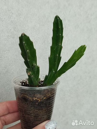 Суккуленты: гастерия, толстянка, стапелия