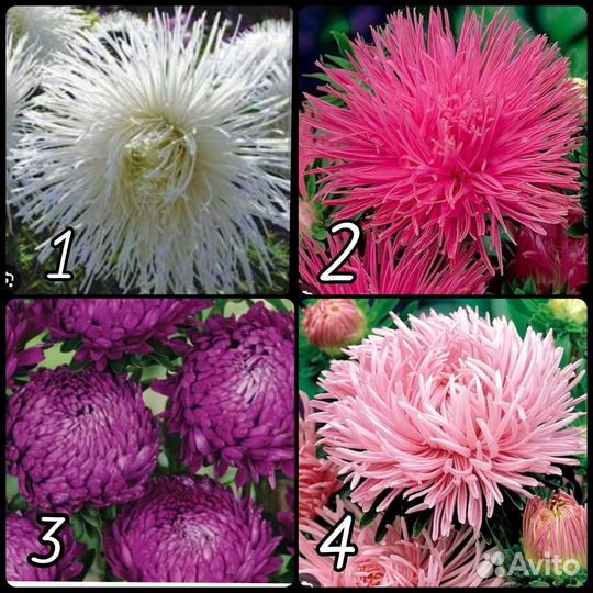 Астры рассада