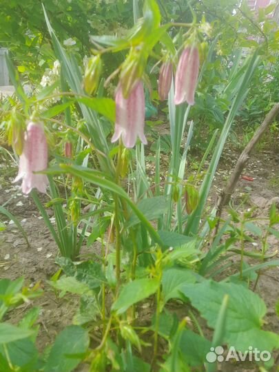 Многолетние садовые цветы