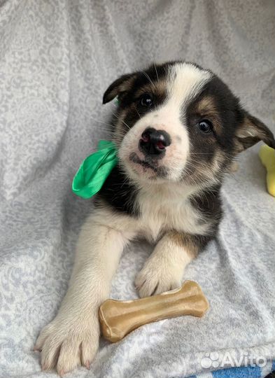 Отдам щенков