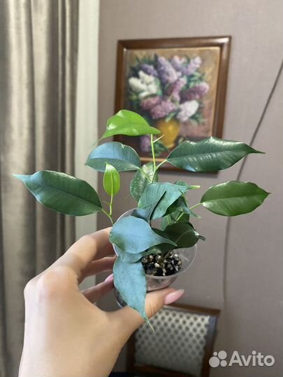 Бенджамина фикус