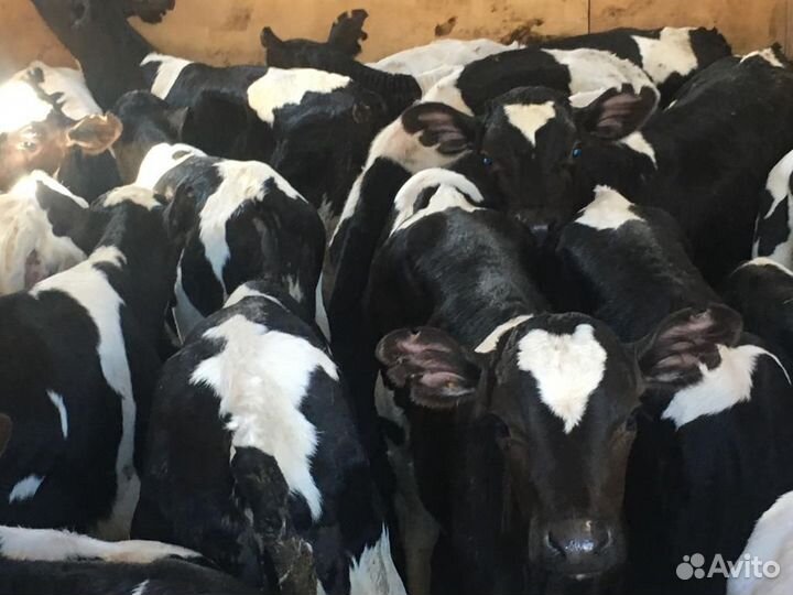 Телята от месяца и старше