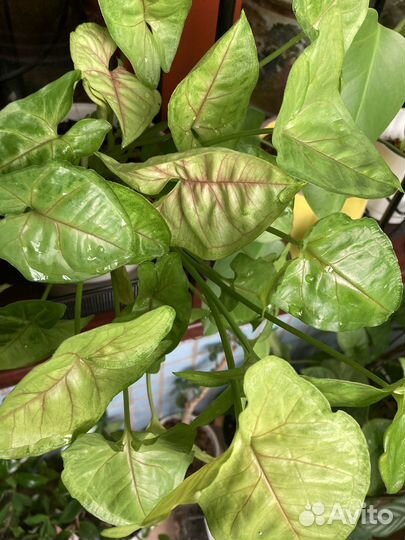 Сингониумы