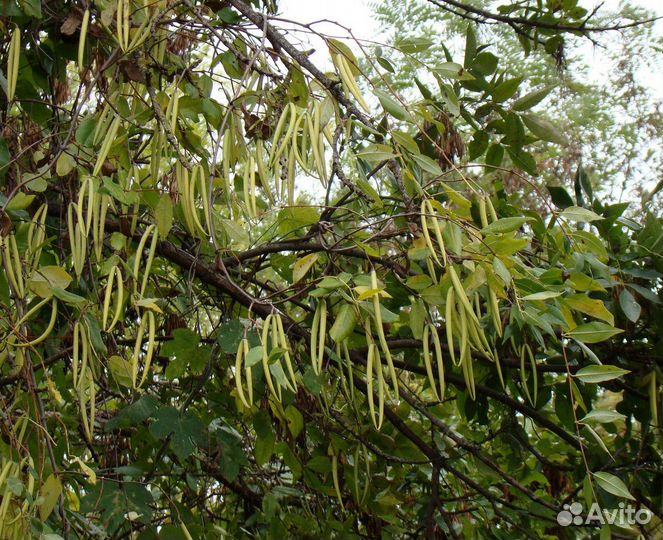 Обвойник греческий, морозостойкая лиана, семена