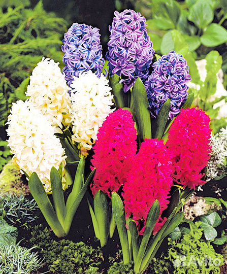 Комплект из 3 сортов гиацинта