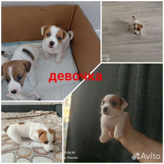 Щенки джек Рассел терьер
