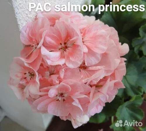 Пеларгония герань сортовая