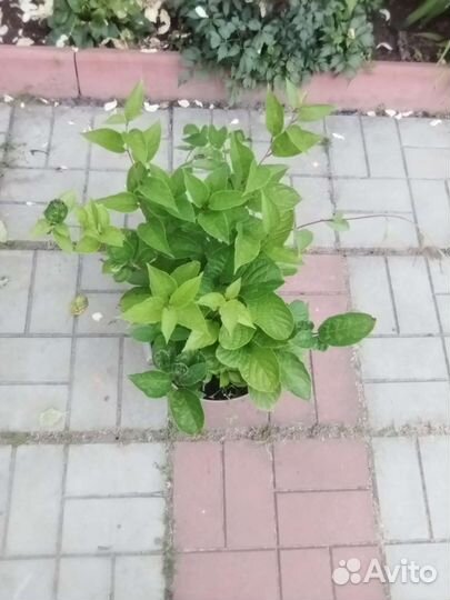 Саженцы лимонника