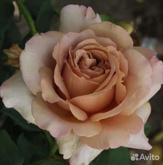 Роза Мокороза новый ароматный красивый сорт