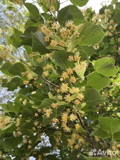 Липа сушеная