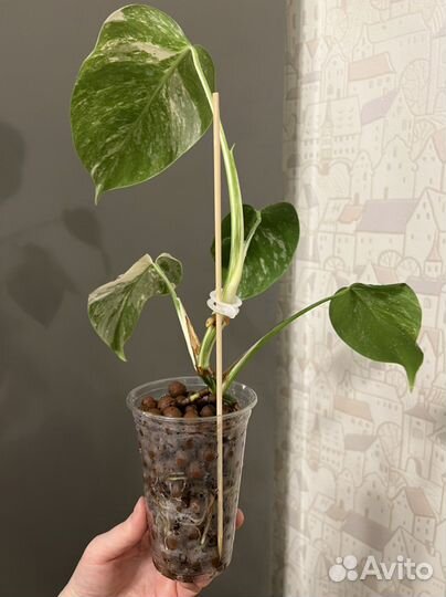 Монстера альба