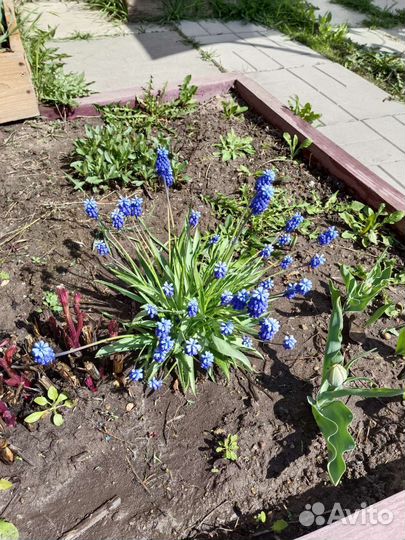 Мускари - весенние цветы, многолетние