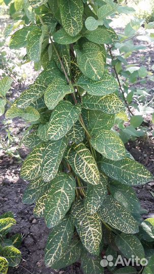 Саженцы декоративных и плодовых деревьев и кустарн