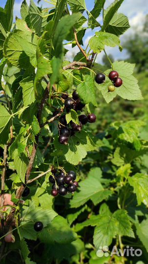 Ягоды чёрной смороды