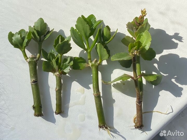 Сансевиерия и каланхоэ цветущий