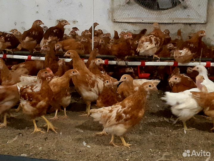 Продажа курей, утят, гусят и яйца оптом и розница