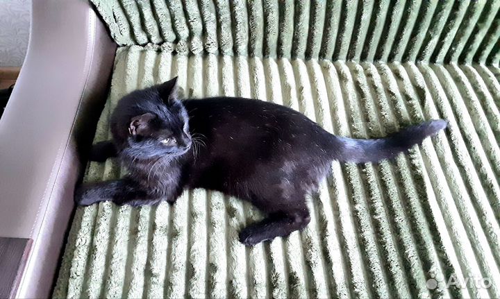 Барсик ищет дом