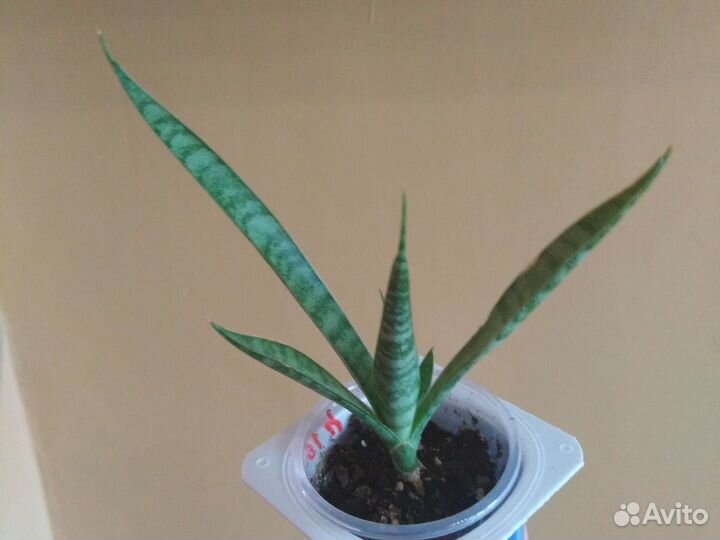 Сансевиерии Сортовые и Суккуленты Часть 1