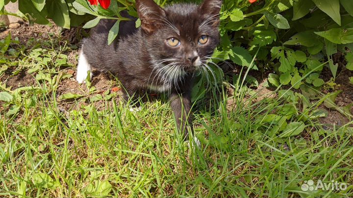 Котята в дар