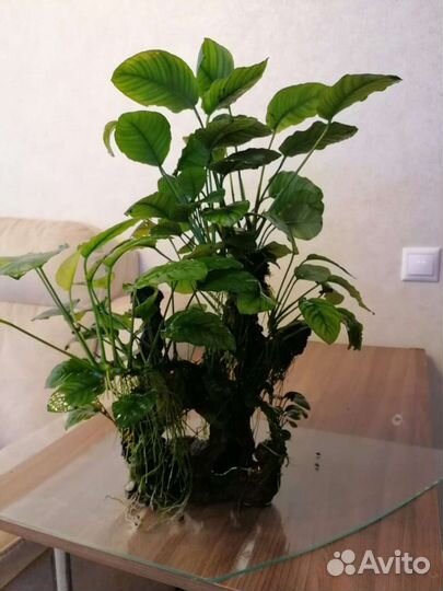 Анубиас на коряге