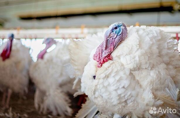 Индюшата Хайбрид конвертер суточные