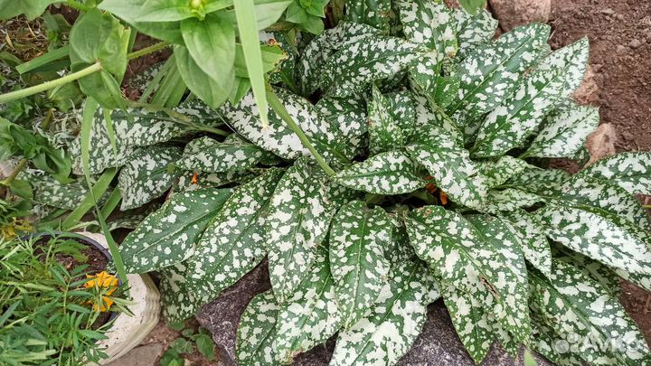 Многолетние растения