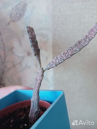 Эуфорбия Платиклада