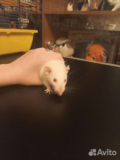 Крыска с клеткой