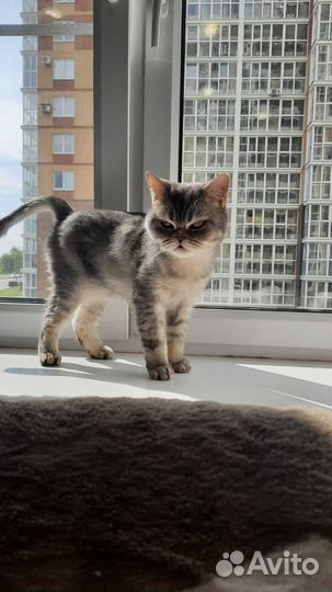 Шотландские кот и кошка в добрые руки