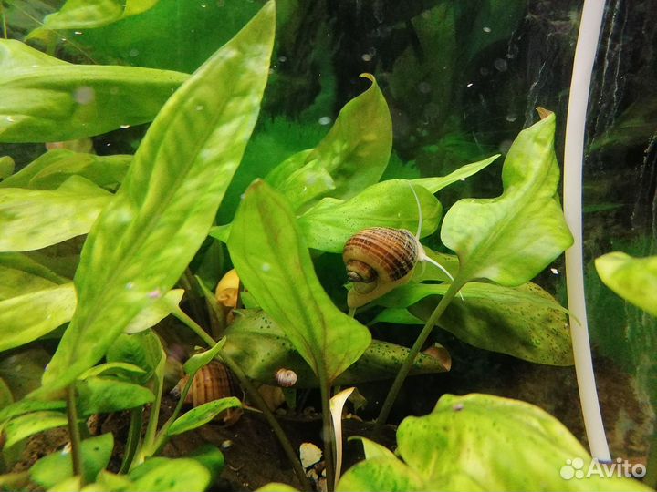 Рыбки Гуппи,Раки мраморные