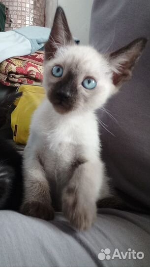 Ориенталы мальчики 3мес