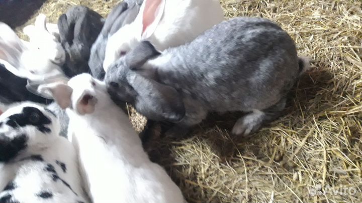 Кролики мясных пород