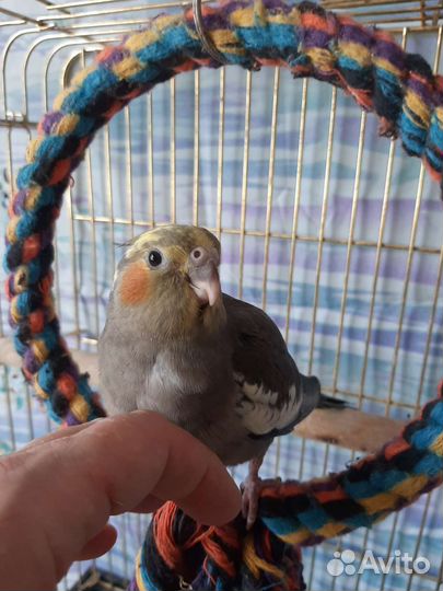 Попугаи ручные корелла,неразлучники