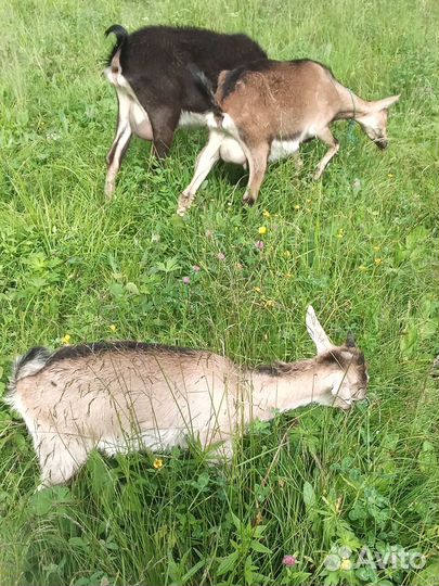 Альпийские козы