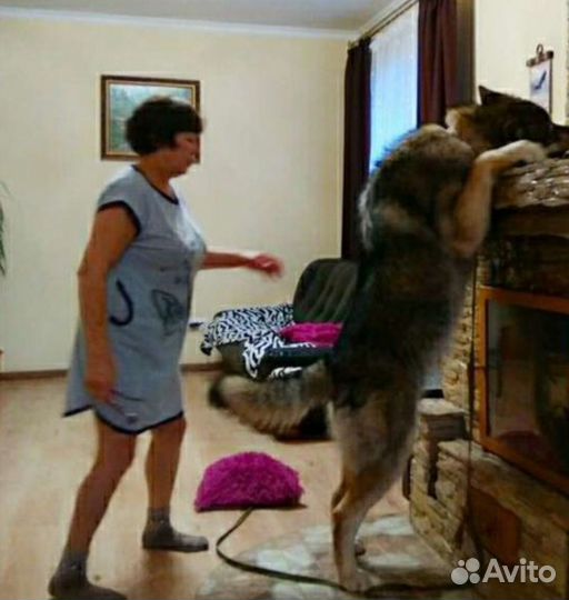 Волчонок,Гибрид, волкособ, вольфхунд, воленд