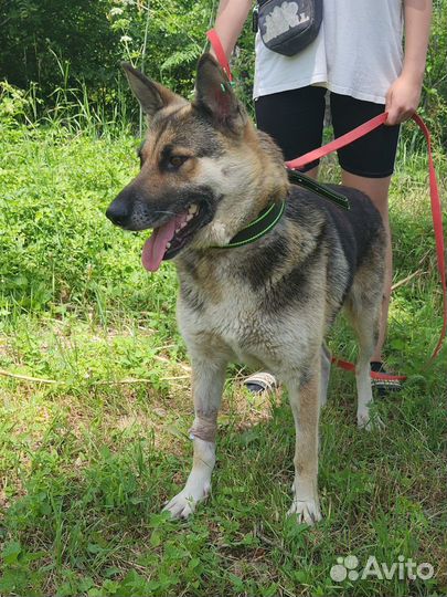 Шикарная Веста