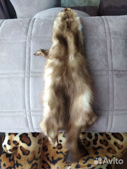 Шкуры куницы