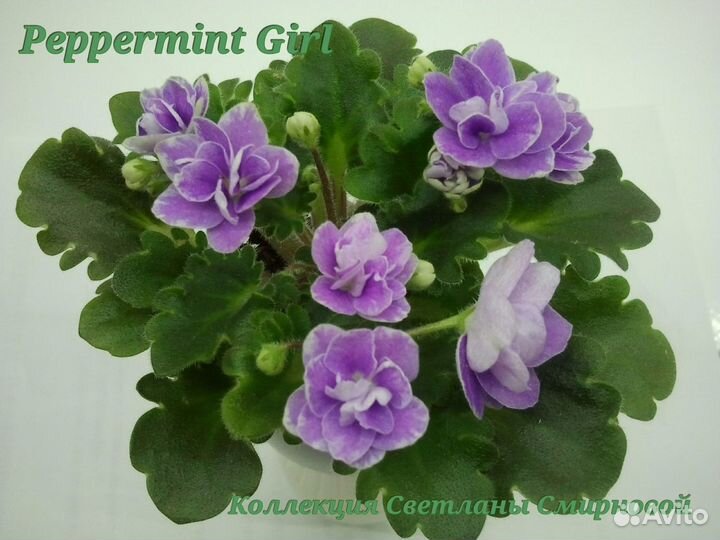 Миниатюрные фиалки