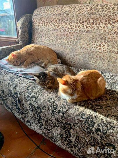 Разберите хоть по одному хвостику,выгоняют наулицу