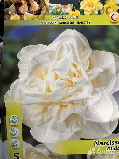 Нарцисс в ассортименте