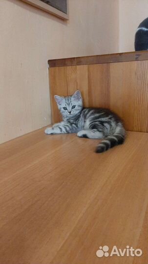 Британские котята